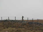 SX13239 Buzzard sitting on post.jpg